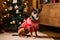 Cute little chihuahua dog brown puppy an ugly Christmas sweater inside festive space