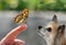 Cute little chihuahua dog watching a butterfly
