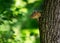 Cute little chipmunk looking down from a tree