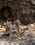 Cute little chipmunk looking towards the camera