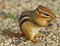 Cute little chipmunk with paws to face