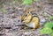 Cute little chipmunk stuffing its cheeks with nuts and seeds, Canada