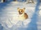 Cute little chubby red Corgi puppy is having fun in the white snow in the winter Park for a walk