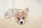 Cute little Corgi dog puppy with big ears lies on the bed on a white blanket and looks sadly ahead