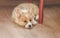 Cute little Corgi dog puppy with big ears lies on the floor and sadly looks forward