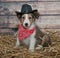 Cute Little Cowboy Puppy