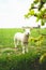 Cute little curious white lamb behind a fence staring into the camera standing in a vibrant green pasture during spring