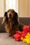 Cute little dachshund dog sitting on couch with red and yellow tulips. Small longhaired wiener dog in flowers at home