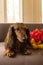 Cute little dachshund dog sitting on couch with red and yellow tulips. Small longhaired wiener dog in flowers at home