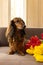 Cute little dachshund dog sitting on couch with red and yellow tulips. Small longhaired wiener dog in flowers at home