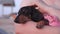 Cute little dachshund sweet sleeps in human hands, gently stroking its