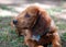 Cute little Dachshund wiener dog beautiful puppy