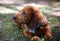 Cute little Dachshund wiener dog beautiful puppy
