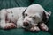 Cute little Dalmatian puppy dog sleeping