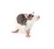 Cute little decorative rat on white background.