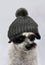 Cute little dog with big eyes and gray bobble hat
