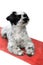 Cute little dog with big eyes sitting on red carpet