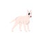 Cute little dog of Bull Terrier breed. Funny miniature puppy. Lovely small doggy, bicolor pup. Purebred Bullterrier