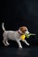 Cute little dog carries a tulip in his mouth and joyfully plays on a black background. Purebred puppy Jack Russell