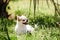 Cute little dog Chihuahua in grass under palm tree is resting on hot sunny summer day. copy space