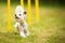 Cute little dog doing agility drill - running slalom