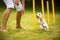 Cute little dog doing agility drill - running slalom