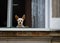 A cute little dog with large ears looking out of a window