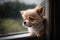 cute little dog looked out the window while it raining, ai generative