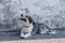 Cute little dog over gray wall background. Dog outdoors.