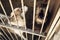 Cute little dog puppy howling in shelter cage, sad emotional mom