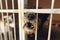 Cute little dog puppy howling in shelter cage, sad emotional mom