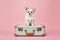 Cute little dog sitting on suitcase. Travel, holliday, pet concept. Ai generative, illustration