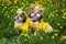 Cute little dog sitting among yellow flowers in yellow overalls with bows in green grass in the park.