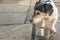 Cute little dog is standing in front of an empty bowl and is thirsty. Jack Russell Terrier 10 years old