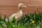 Cute little domestic baby goose in green grass.