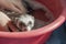 Cute little domestic ferret is washing in a basin on a sunny windowsill, animal protection, animal care