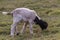 cute little dorper lamb