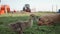 cute little duckling close up walking in yard on farm and shepherd dog watched on background. petting contact zoo. Rural