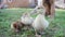 cute little ducklings close up walking in yard on farm and shepherd dog watched on background. petting contact zoo