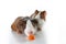 Cute little dutch guinea pig on studio white background. Isolated white pet photo. Sheltie peruvian pigs with symmetric