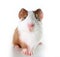 Cute little dutch guinea pig on studio white background. Isolated white pet photo. Sheltie peruvian pigs with symmetric