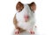 Cute little dutch guinea pig on studio white background. Isolated white pet photo. Sheltie peruvian pigs with symmetric pattern. D