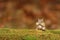 Cute Little Eastern Chipmunk with acorns and Full cheek pouches in Fall