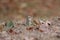 Cute Little Eastern Chipmunk in Fall Leaves