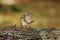 Cute Little Eastern Chipmunk Sitting on a Log in Fall Holding an Acorn