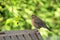 Cute little female Eurasian Blackbird, Juvenile Common Blackbird