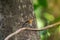 Cute little female Tickell`s Blue Flycatcher bird in brown yello