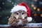 Cute little festive owl wearing a Father Christmas santa hat