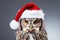 Cute little festive owl wearing a Father Christmas santa hat