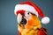 Cute little festive parrot wearing a Father Christmas santa hat